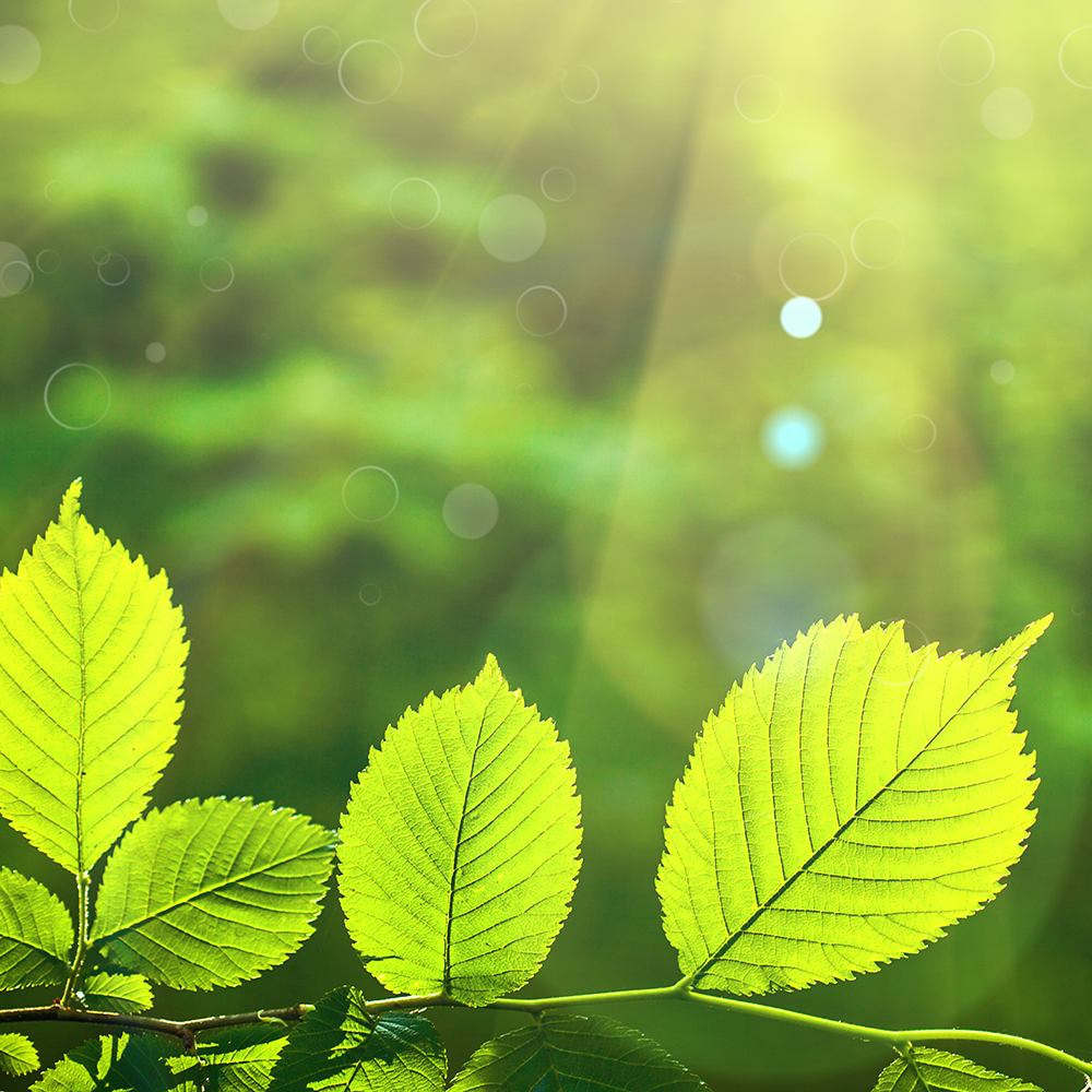 forest trees leaf. nature green wood sunlight backgrounds.