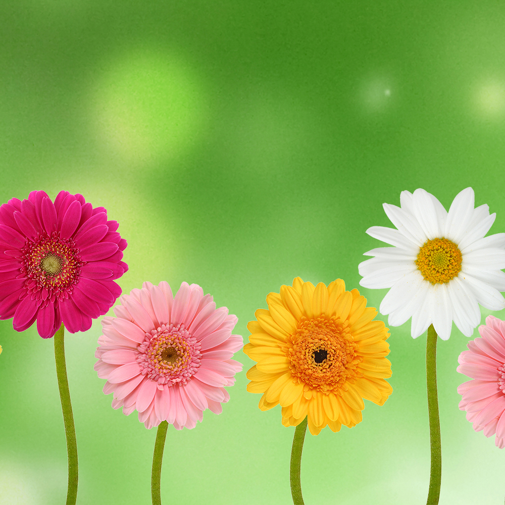 colorful daisies on green background