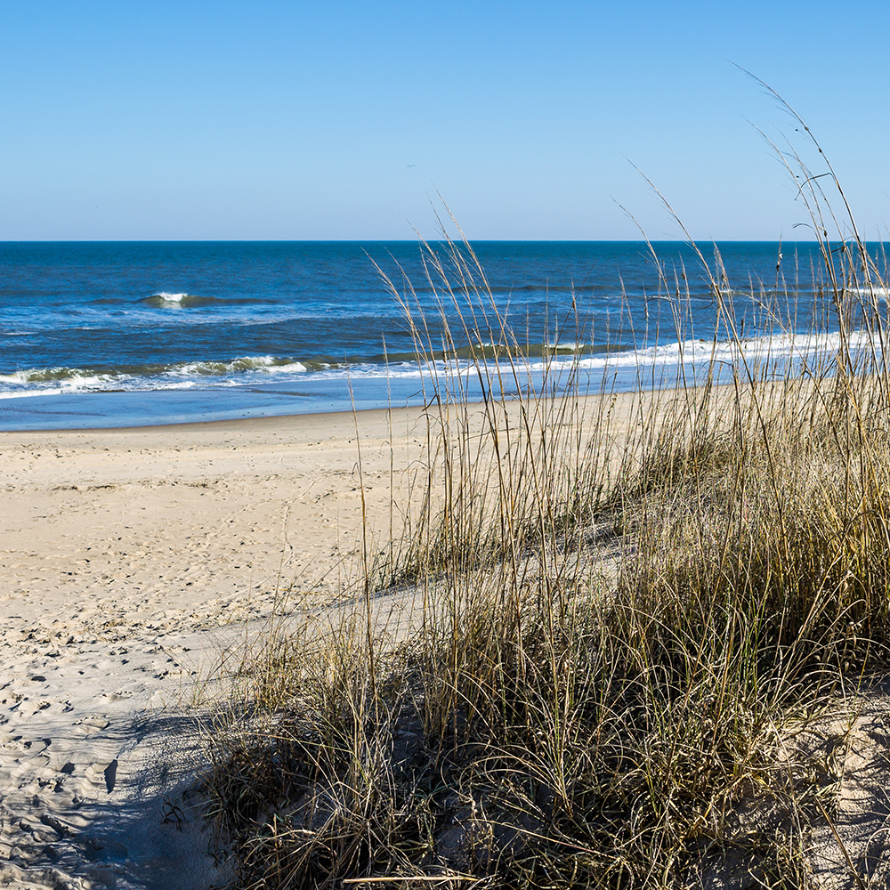 Sandbridge Beach in Virginia Beach, Virginia with beach grass, ocean and waves.